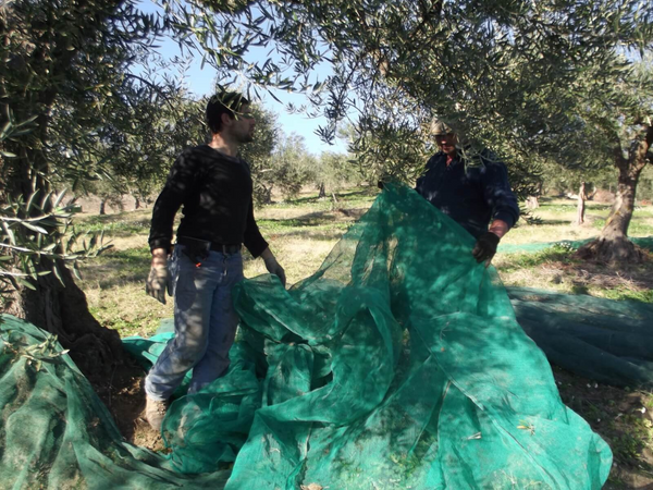 Olive Harvesting