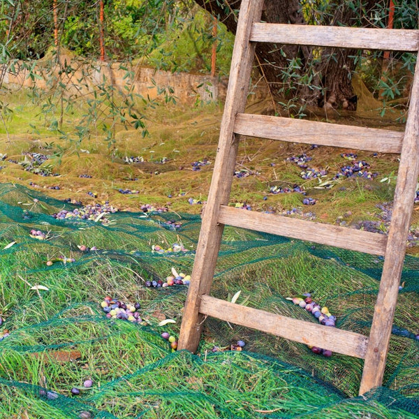 Olive Harvesting – How Great Extra Virgin Olive Oil Gets to Your Table