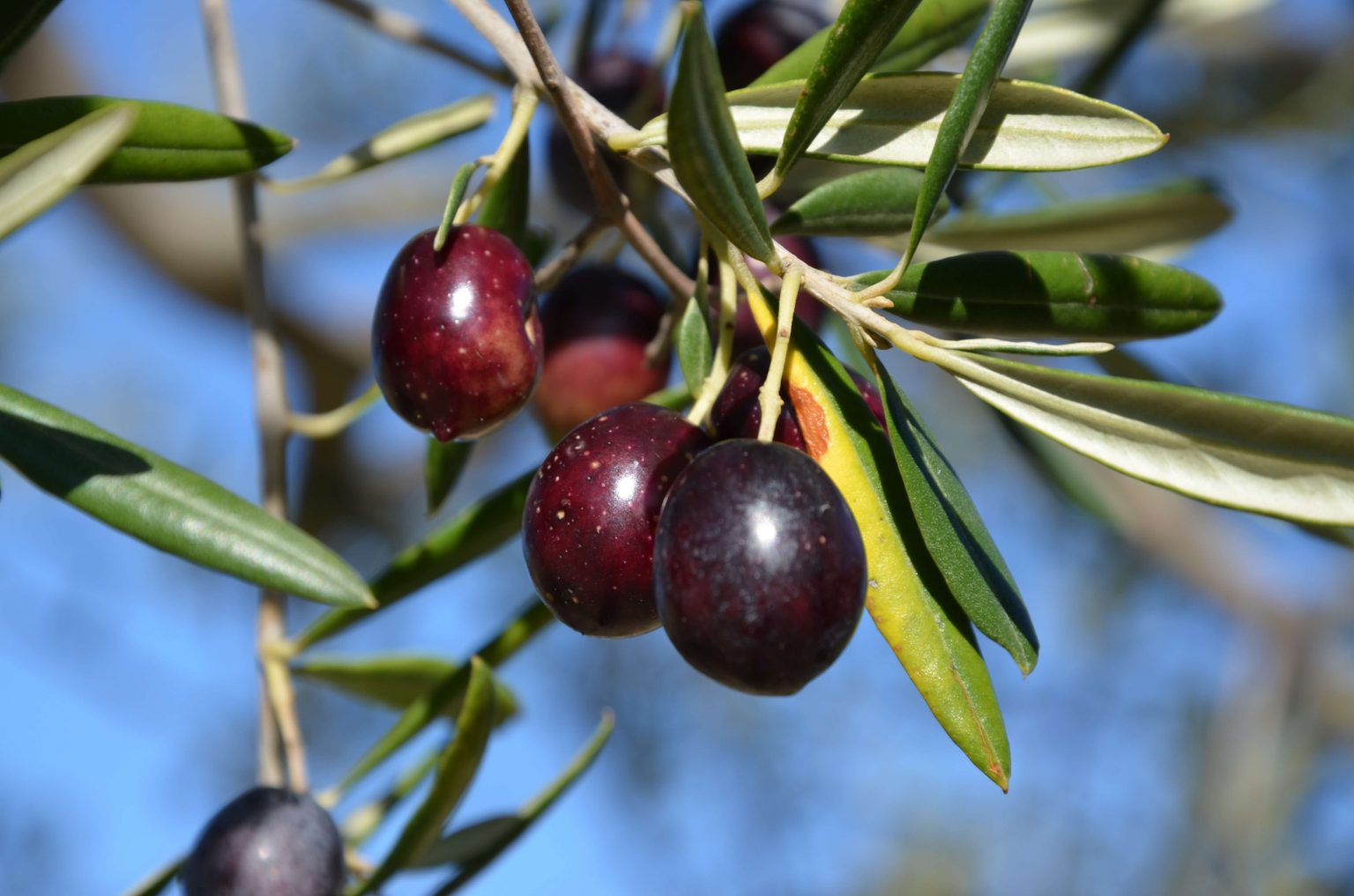 What Makes a Superb Extra Virgin Olive Oil? Age-old Secrets of Timperio Olive Oil Masters