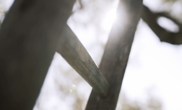 olive harvest in Colletorto