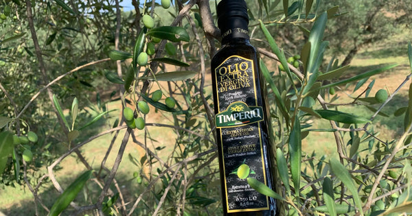 Timperio extra virgin olive oil bottle among the branches of an olive tree with green olives