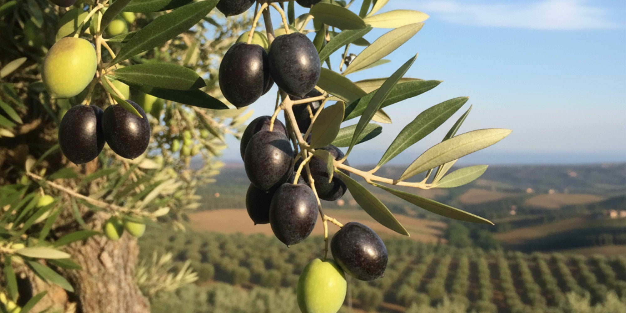 Best Extra Virgin Olive Oil For Weight Loss