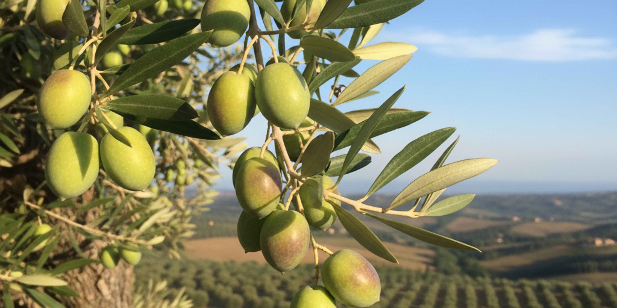 Best Italian Olive Oil